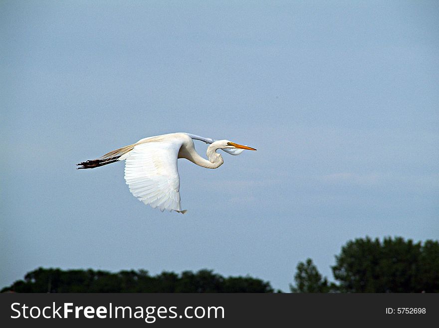Great egret flying with wings spread. Great egret flying with wings spread