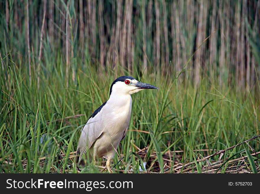 Black crowned night heron in front of reeds