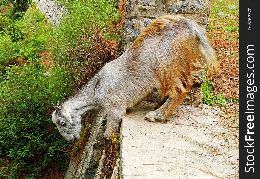 A mountain goat reading to jump over the edge. A mountain goat reading to jump over the edge.