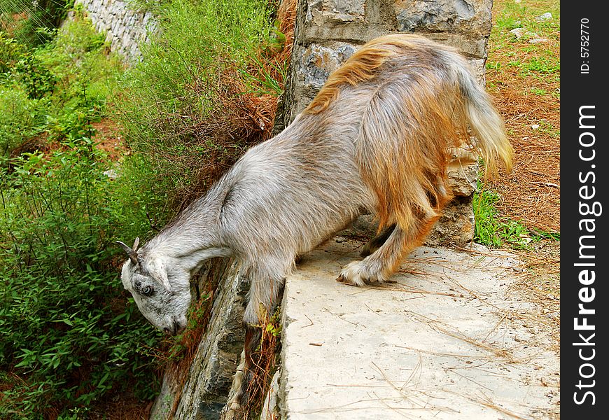 Mountain Goat Jumping