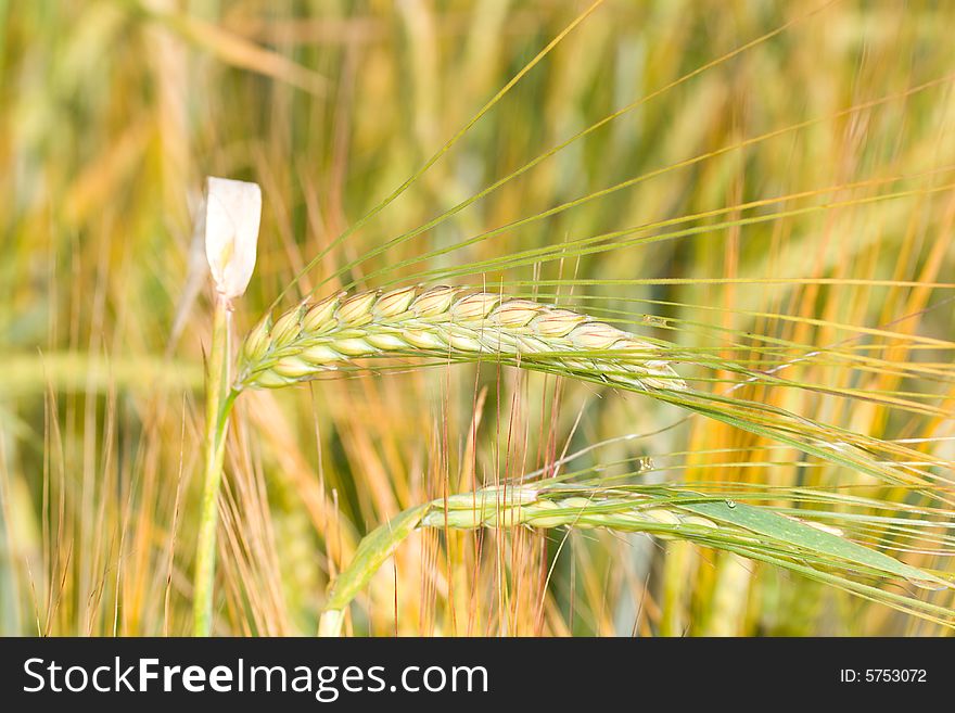 Close-up yellow ripe wheat spikelet