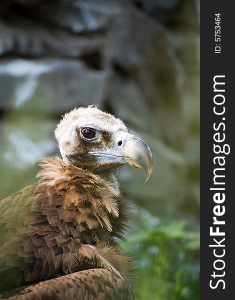 Head of white-tailed sea eagle  (hawk family)