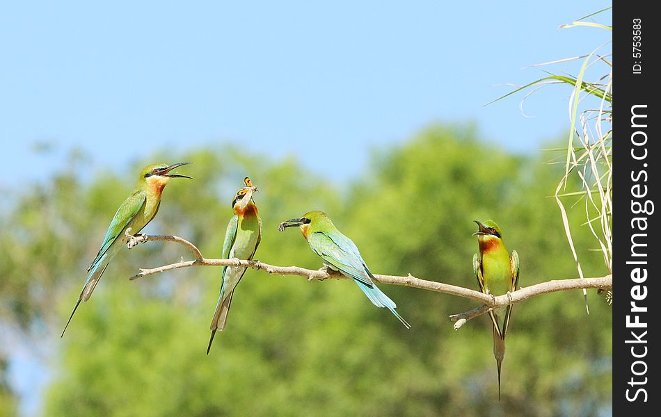 Bee-eater