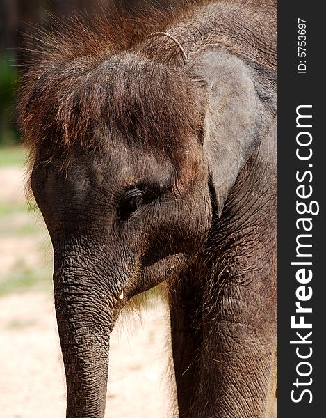 Thailand, Koh Samui: Baby elephant. Thailand, Koh Samui: Baby elephant