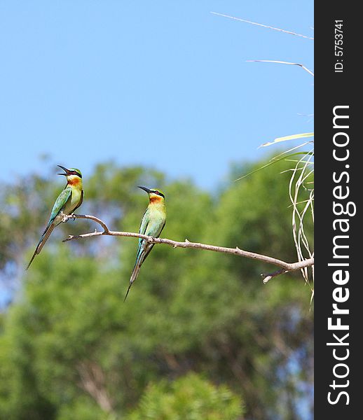 Two bee-eaters stand on tree.