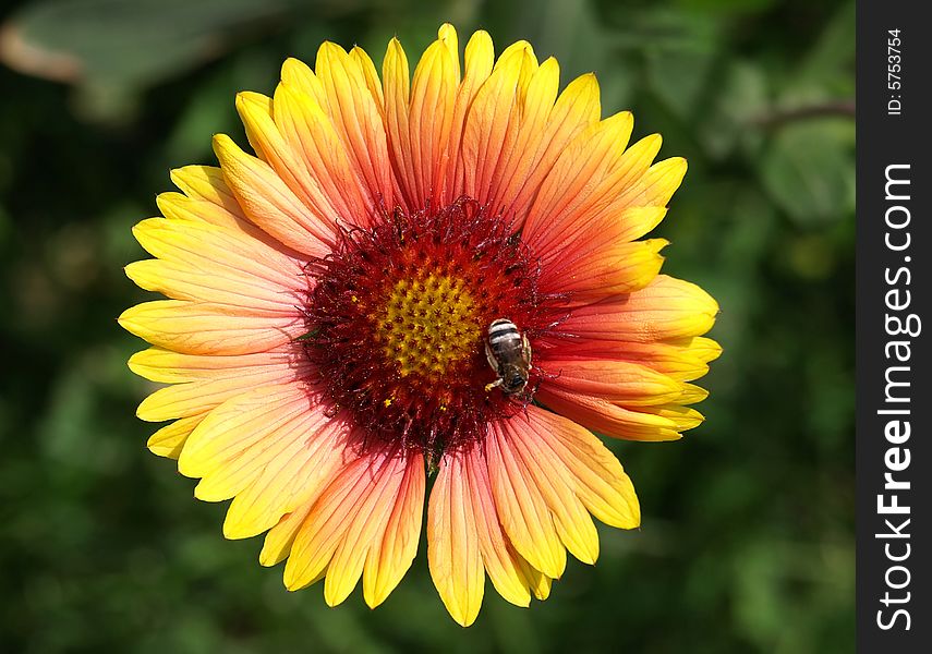 Macro of a single yellow-red flower with bee. Clipping path. Macro of a single yellow-red flower with bee. Clipping path.