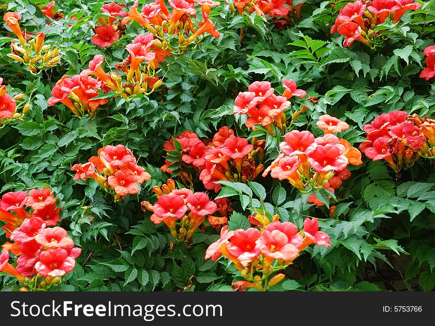 Red flowers on blossoming bush