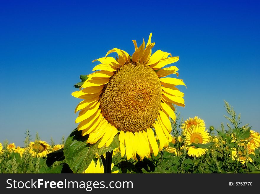 Alone Sunflower