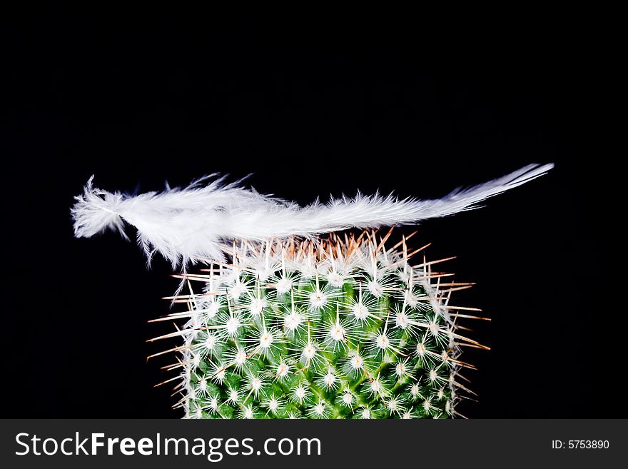 A feather is falling on a cactus