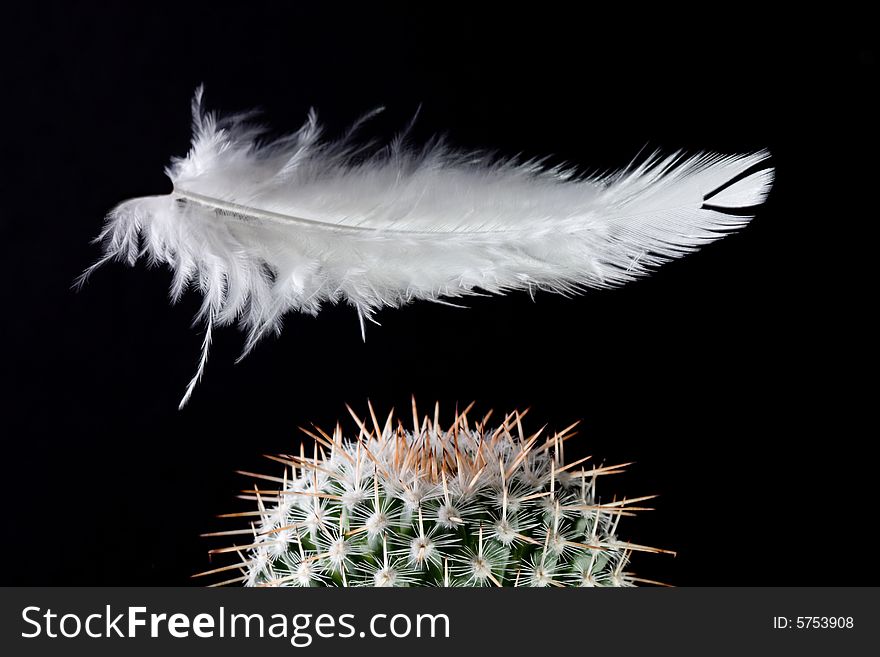 A feather falling on a cactus. A feather falling on a cactus