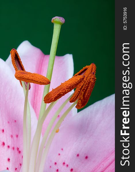 A macro pink colored lily in a black background. A macro pink colored lily in a black background.