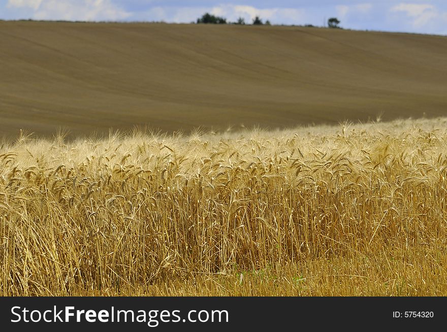 The Barley Field