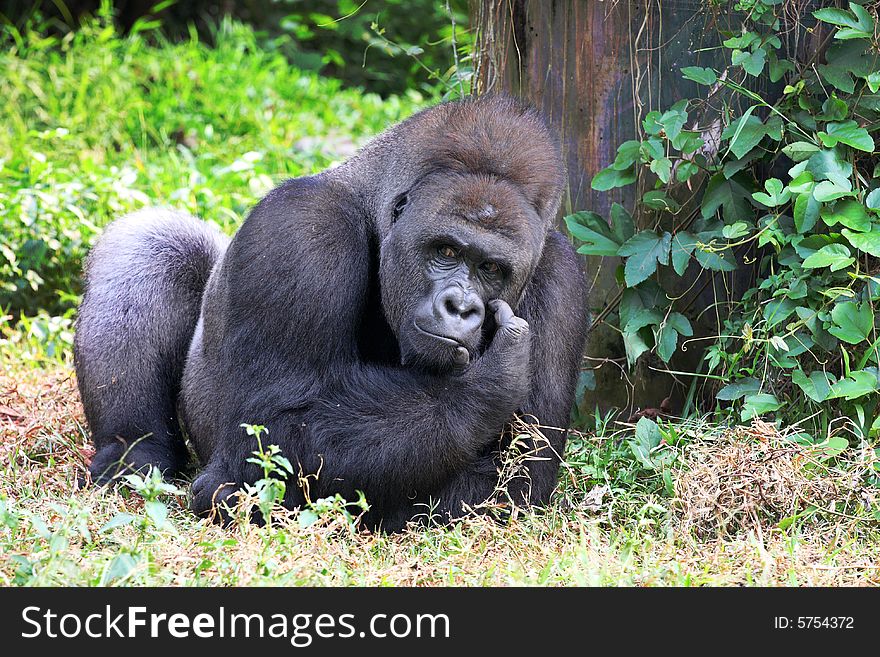 Young Male Silver Back Gorilla. Young Male Silver Back Gorilla