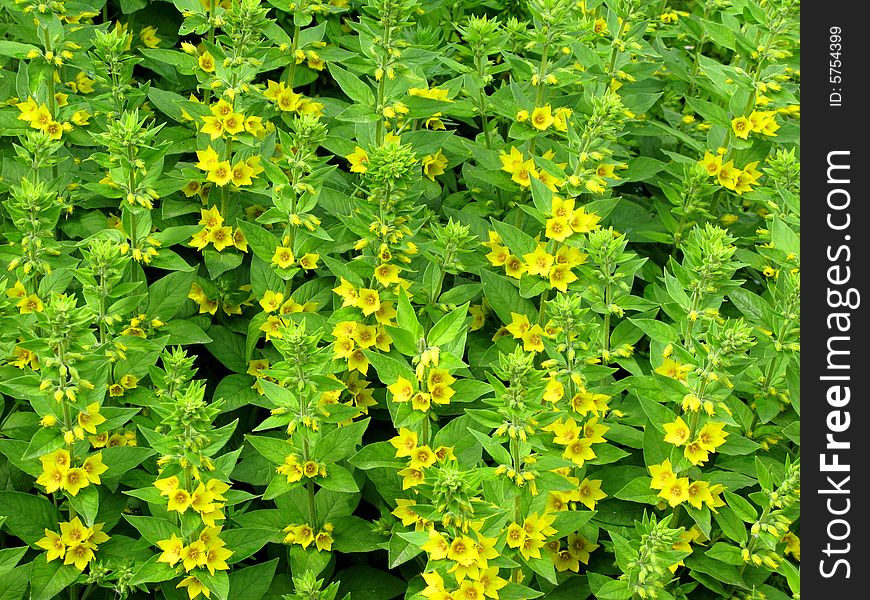 Blooming yellow flowers as background