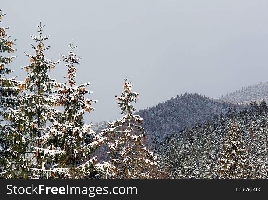 Cones on fir tree