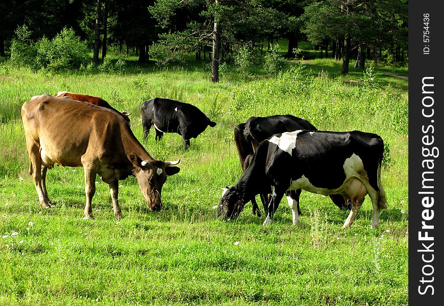 Cows grazing on the meadow in forest