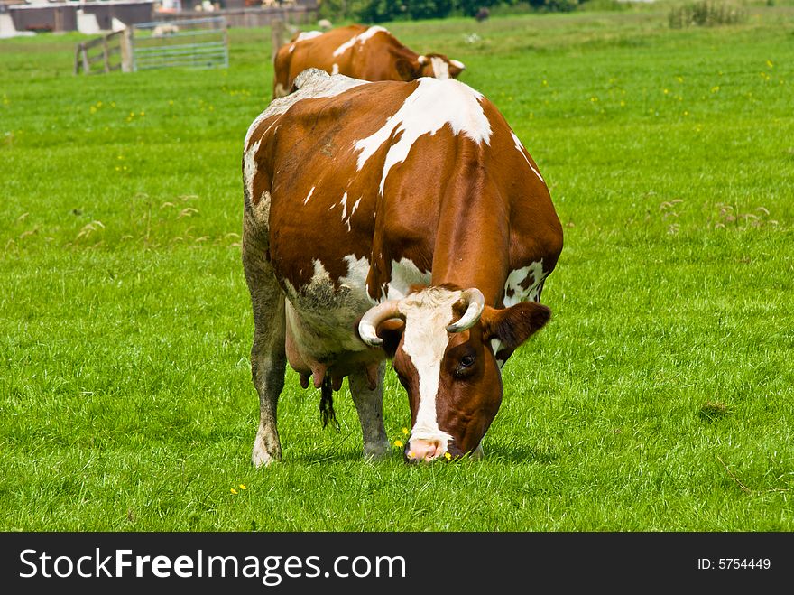 Cows walking on a Field. Cows walking on a Field