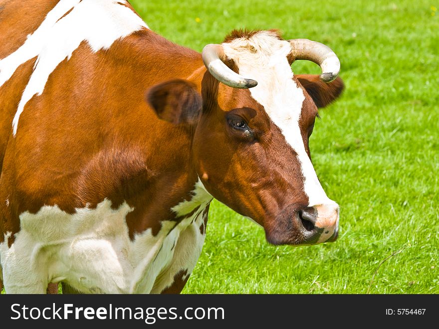 Portrait of a cow on a field. Portrait of a cow on a field.