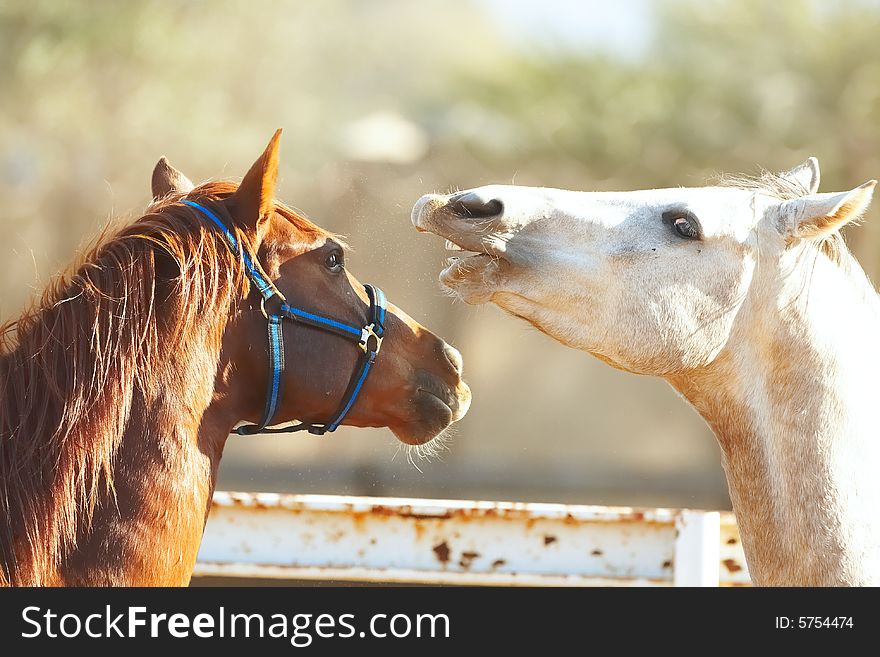 Brown and white horse playing