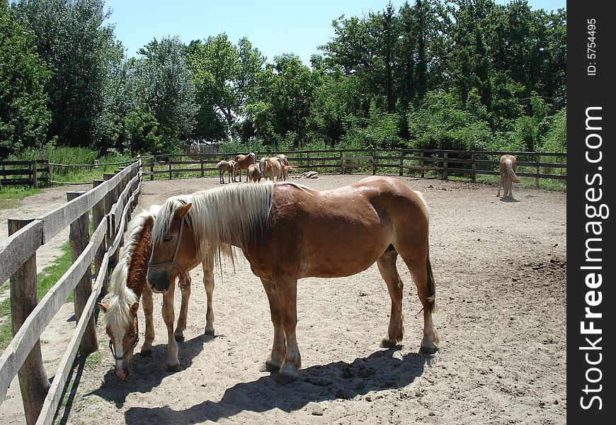 Lovely brown horses in a horse farm
