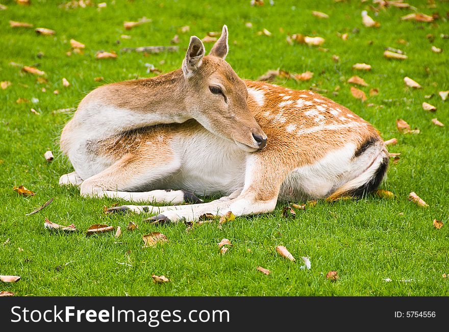 Young deer laying on a grass.