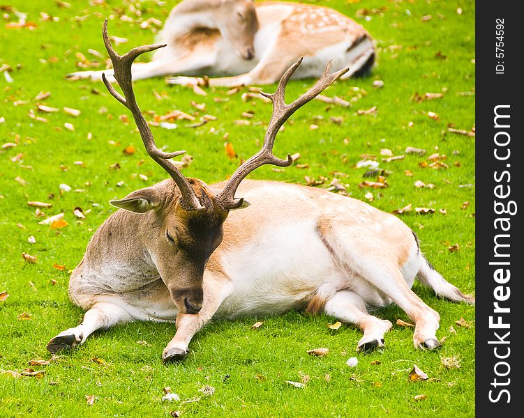 Deer laying on a grass. Deer laying on a grass.