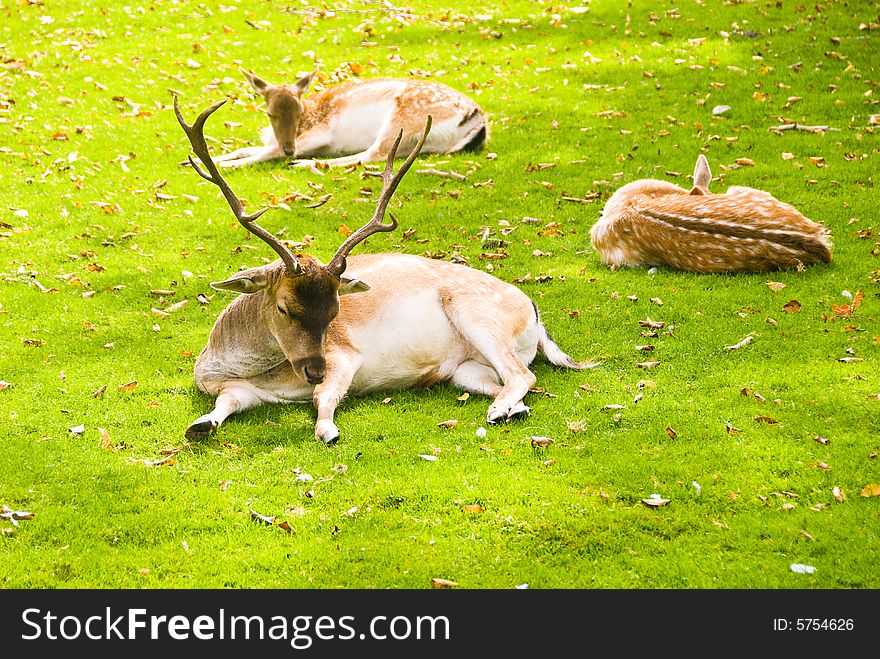 Group of deers laying on a grass.