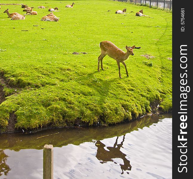 Young Deer by water. A group of deers on the background. Young Deer by water. A group of deers on the background.