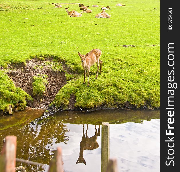 Young Deer by water. A group of deers on the background. Young Deer by water. A group of deers on the background.