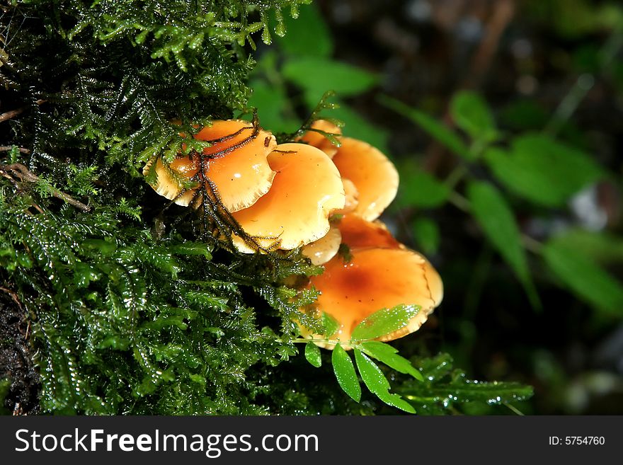 Some yellow mushroom in the forest