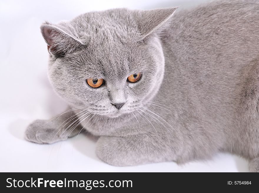 The British breed of short-haired cats, has bluish colors and a low dense wool, very tender and lovely animals. The British breed of short-haired cats, has bluish colors and a low dense wool, very tender and lovely animals