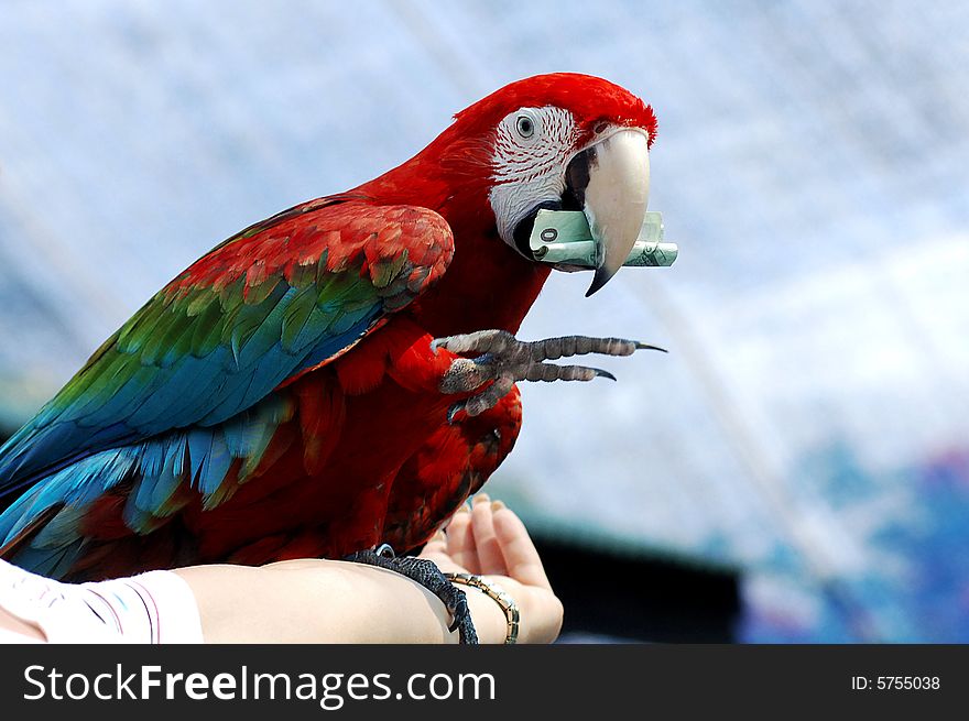 Red Macaw show with money during an exhibition