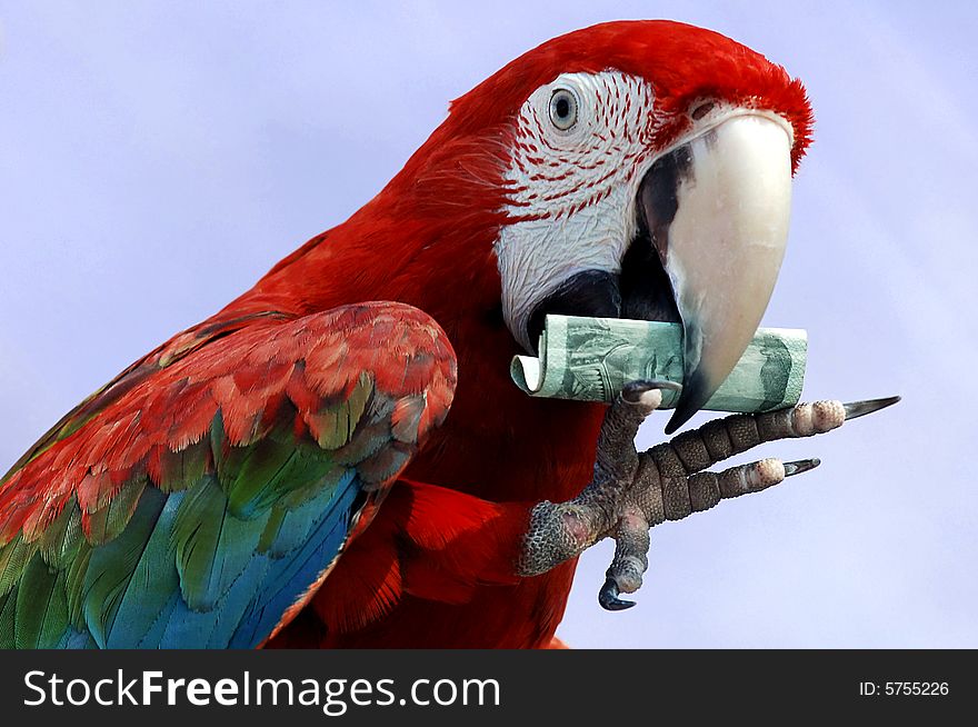 Red Macaw show with money during an exhibition