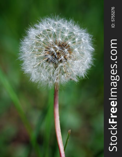 White dandelion on the green grass. Narrow depth of field. White dandelion on the green grass. Narrow depth of field.