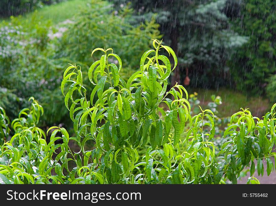 Rain in the garden-trees