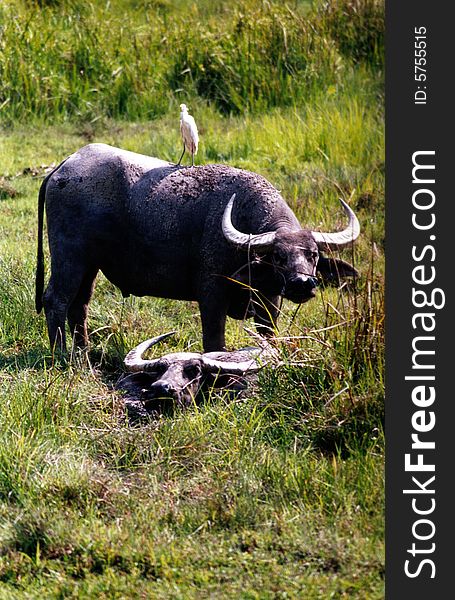 Water buffalo in Phuket, Thai country.