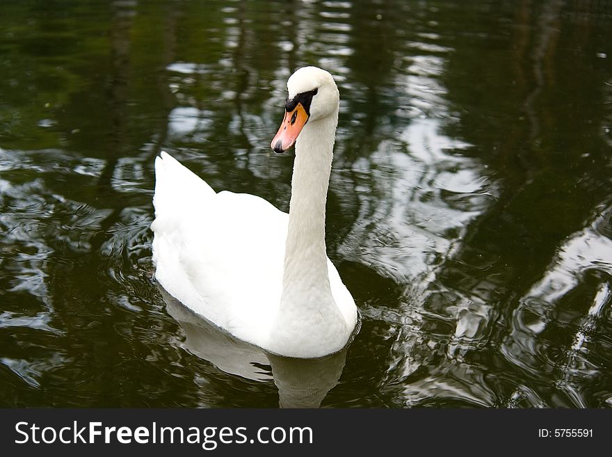 Swan in the lake outdoor