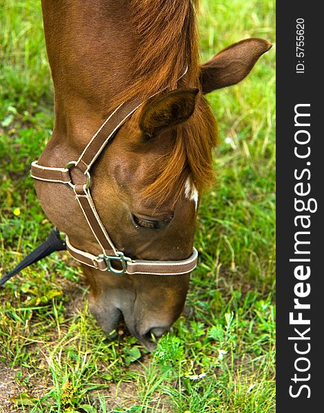 Brown horse on the grass