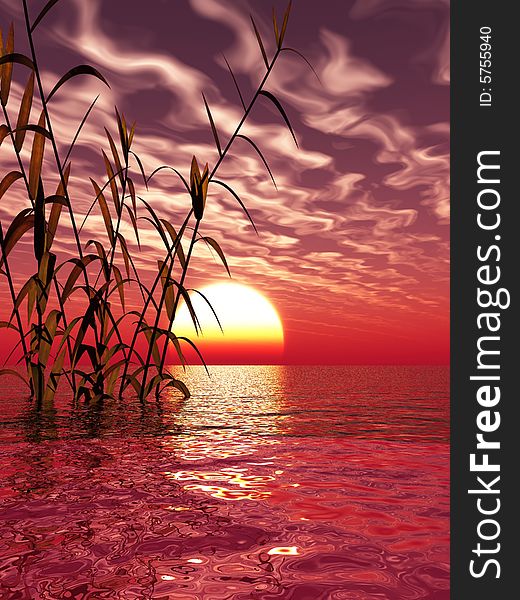 Water plants on a sea sunset  background. Water plants on a sea sunset  background.