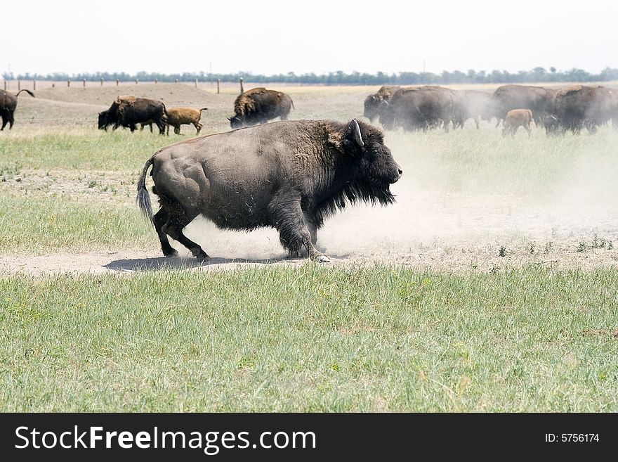 The herd of bisons is grazed in steppe