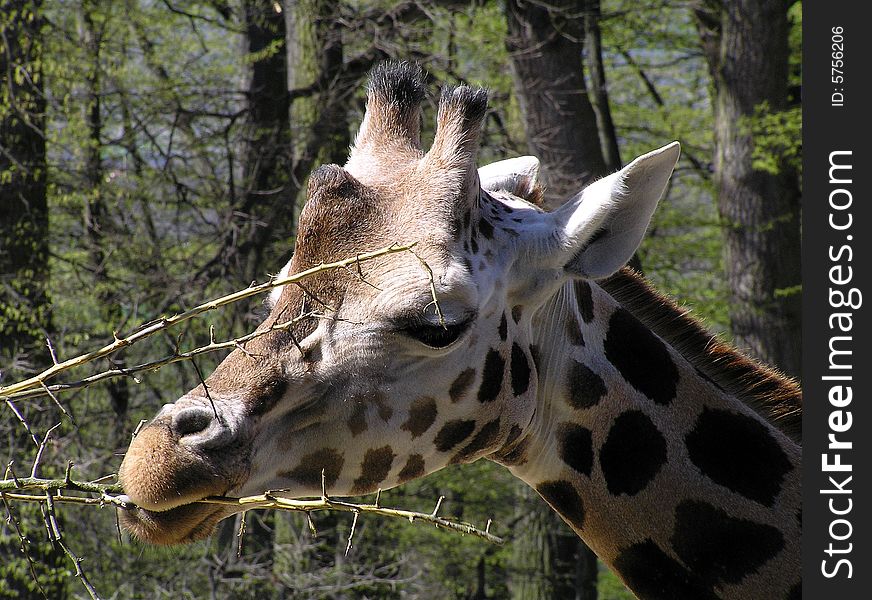 Giraffe in the ZOO Zlin