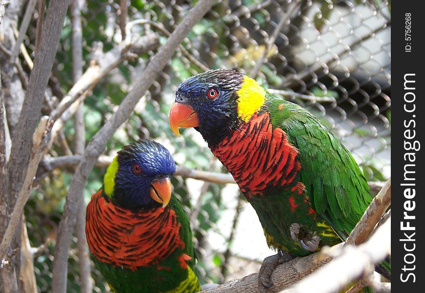 A pair of beautifully colored parrots waiting for someone to give them a treat. A pair of beautifully colored parrots waiting for someone to give them a treat.