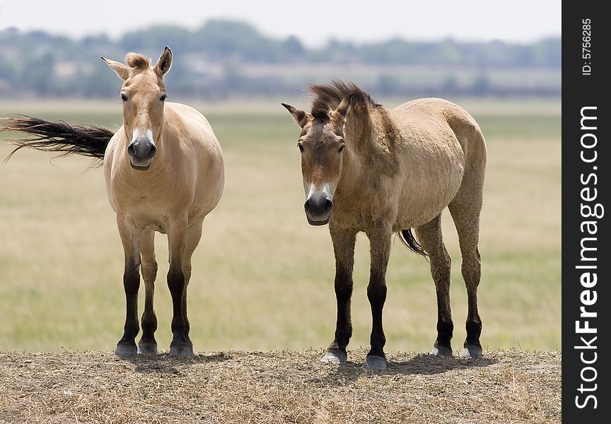 Two horses have stopped and look at people