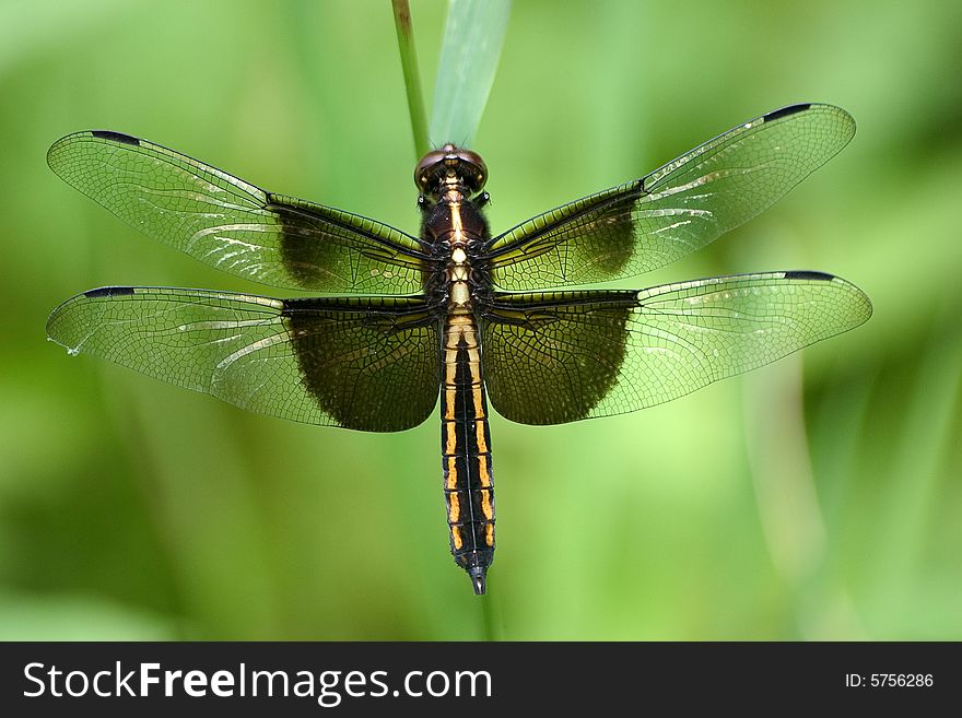 Dragonfly libellula luctuosa resting on a blade of grass