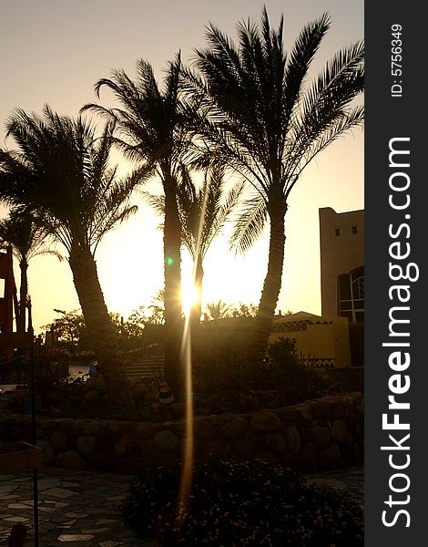 Palm trees in Africa and bright sky. Palm trees in Africa and bright sky