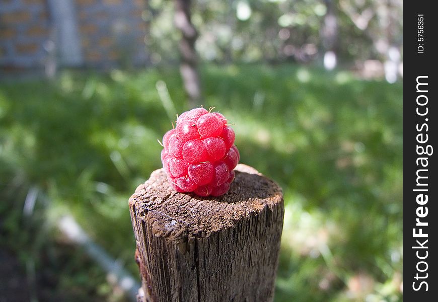 Raspberry on old cracked stump