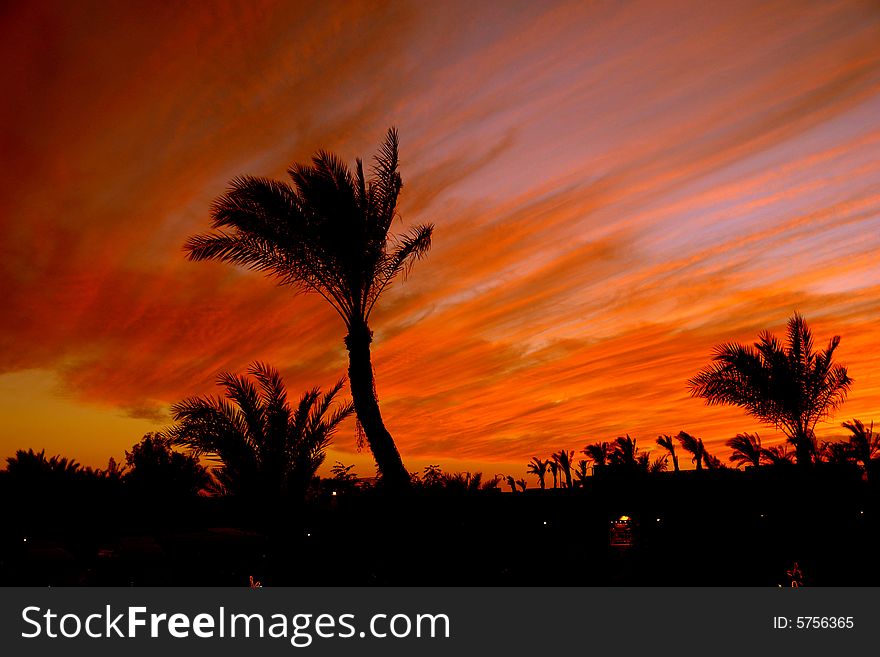 Palm trees on a background of the Egyptian sunset and colorful clouds.