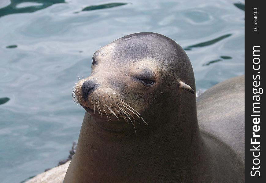 A sea lion poses in exchange for a fish that he knows you must have. A sea lion poses in exchange for a fish that he knows you must have