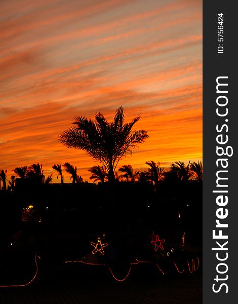 Palm tree on the background of the evening sky, illumination