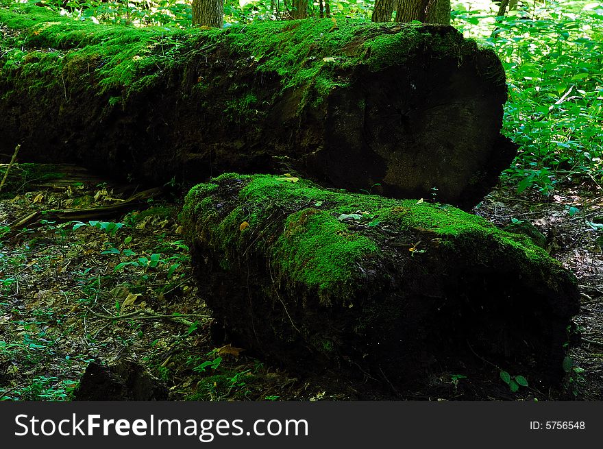 This is a cut down oak tree.It has been laying on the ground for a few years and is covered in green moss. This is a cut down oak tree.It has been laying on the ground for a few years and is covered in green moss.